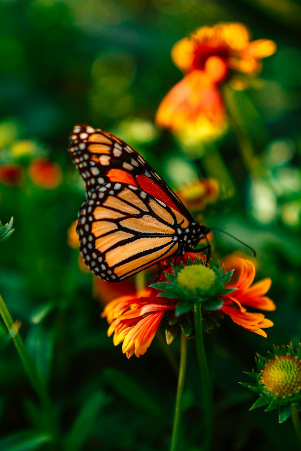 Monarch butterfly sitting atop an orange and red garden flower.